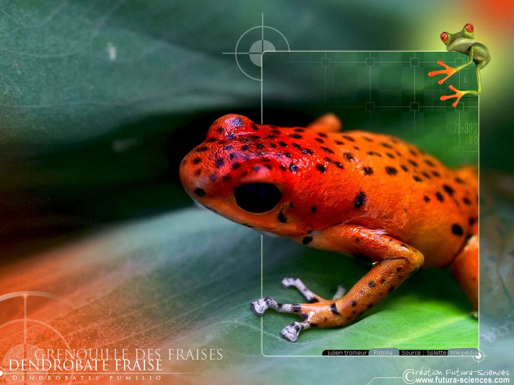 Grenouille des fraises Grenouille des fraises
