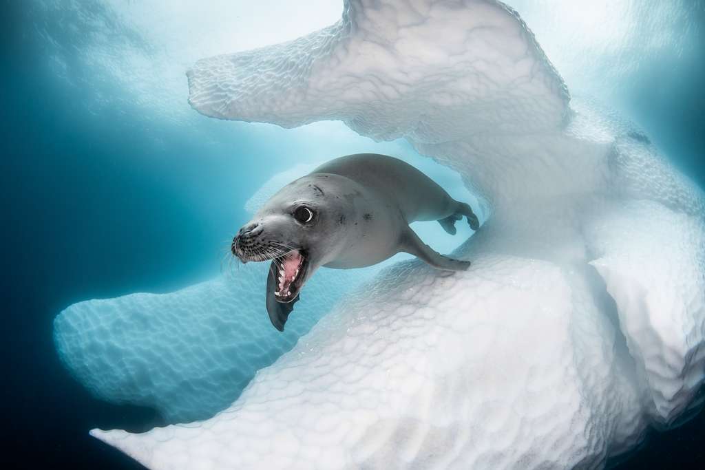 Phoque crabier (Antarctique). © Greg Lecoeur, Ocean Art