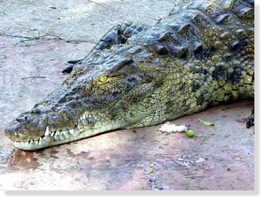 Quatrième dent du crocodile du Nil © Photo Philippe Mespoulhé Reproduction interdite