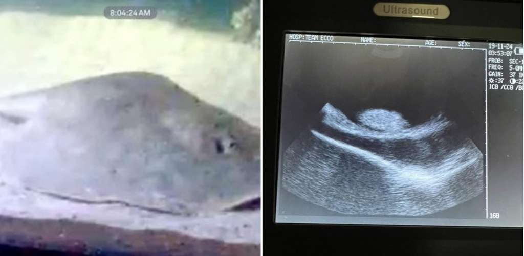 À gauche, la raie Charlotte et à droite, échographie qui montre sa gestation. © Aquarium & Shark Lab by Team ECCO