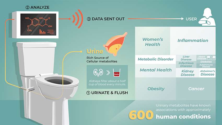 Sur ce schéma, le principe de fonctionnement de toilettes intelligentes chargées de surveiller notre santé en temps réel. © Dasom (Somi) Hwang, Laboratoire de Joshua Coon, Université du Wisconsin