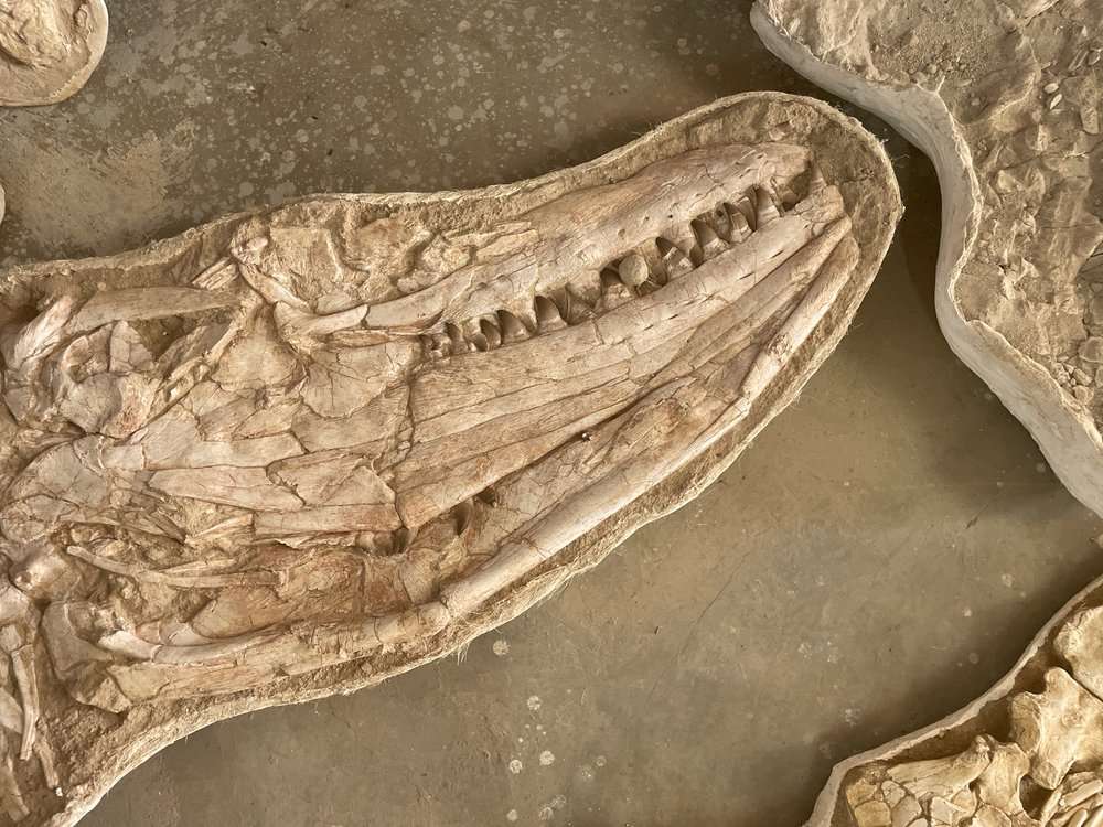 Ce crâne appartenait à un thalassotitan juvénile. © Nicholas R.Longrich, Nour-Eddine Jalil, Fatima Khaldoune, Oussama Khadiri Yazami et al., 2022