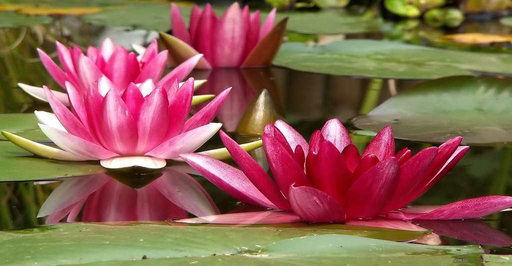 Piscine Naturelle Choisir Les Vegetaux Et Leur Emplacement Dossier