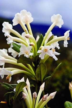 Dans les monts Muller, les scientifiques ont découvert un rhododendron d'une espèce nouvelle et pourtant très commun dans cette région. La Nouvelle Guinée est connue pour abriter une grande diversité de ces plantes de montagnes, que l'on appelle aussi azalées. © Wayne Takeuchi