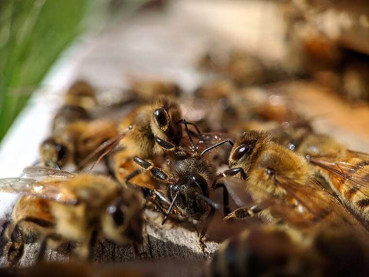 Des gardiennes qui inspectent une ouvrière de retour à la ruche. © Nathan Beach