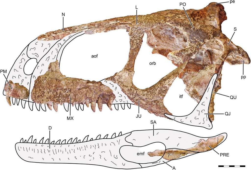 Le « crâne différent » de « celui qui fait peur ». © Journal of Vertebrate Paleontology