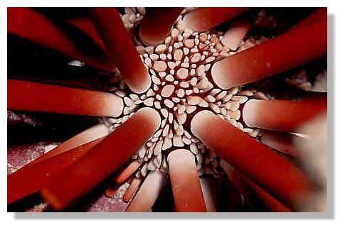 L'oursin crayon, un échinide classé parmi les échinodermes. © J.-C. Protta