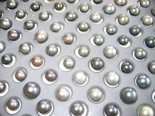 Perles prêtes à être triées au service de la perliculture de Polynésie française. © Ifremer, tous droits de reproduction interdits