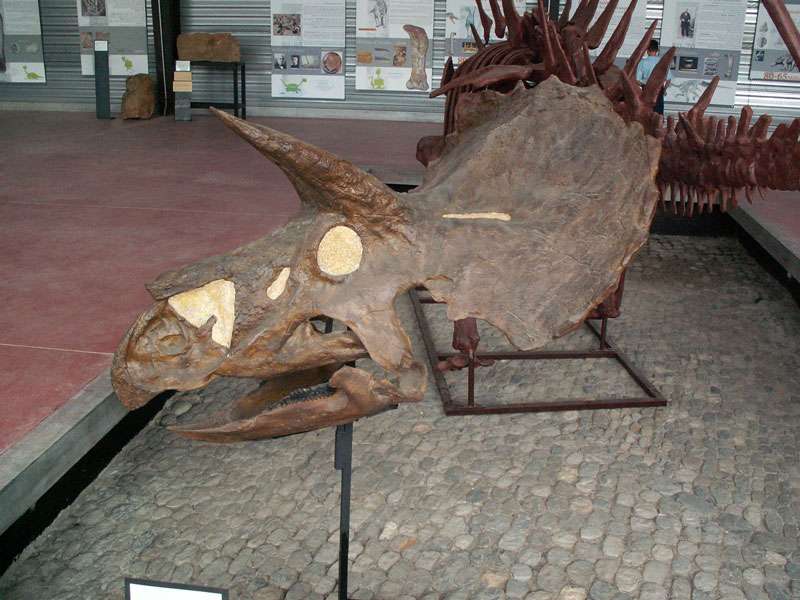 Crâne de Triceratops horridus Crâne de Triceratops horridus