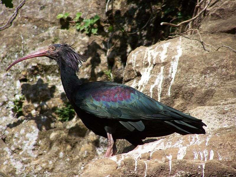 L'ibis chauve vit dans les zones arides. © Rapha-Hëll, GNU FDL Version 1.2