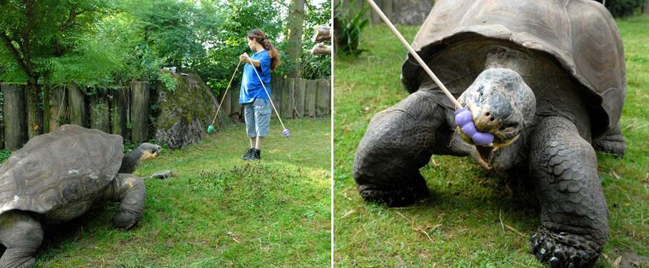 Une tortue géante du zoo de Zürich (Suisse) a appris à se diriger vers la bonne couleur pour obtenir une friandise. © Michael Kuba, Okinawa Institute of Science and Technology