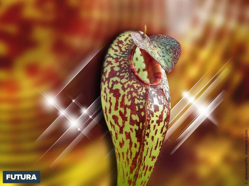 Plante carnivore : Nepenthes