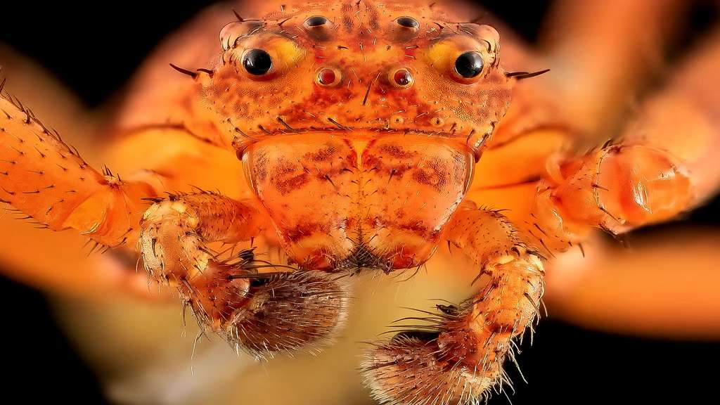 Les yeux de l’araignée-crabe Les yeux de l’araignée-crabe