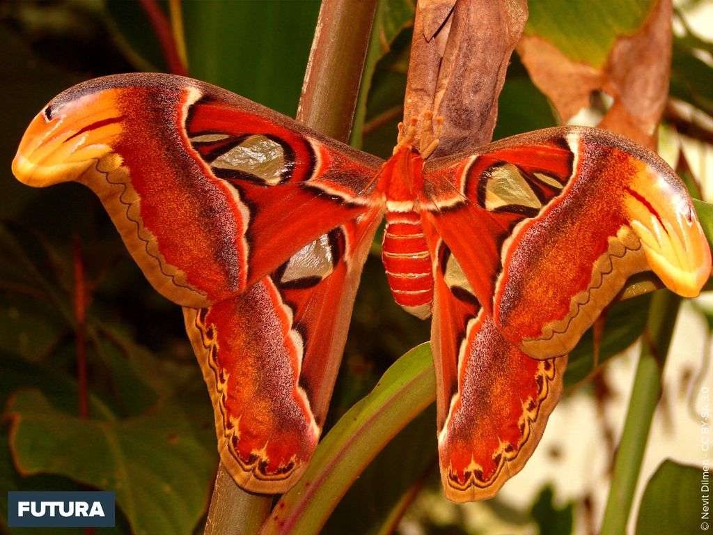 Papillon Attacus atlas Papillon Attacus atlas