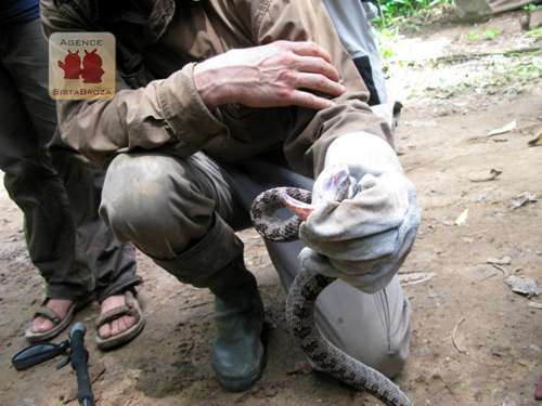 À l'image, l'un des plus mortels serpents ! © Johann Haug/SBP À l'image, l'un des plus mortels serpents ! © Johann Haug/SBP