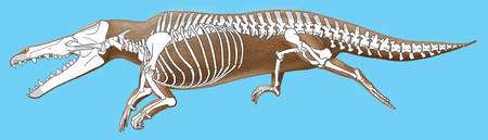 Une représentation d'artiste du squelette de Maiacetus inuus. © John Klausmeyer, Bonnie Miljour University of Michigan-Museums of Natural History