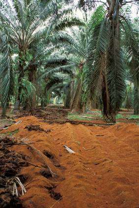 Une plantation de palmiers à huile en Thaïlande. Sur le sol, un amendement organique. © IRD / Jean-Pierre Montoroi