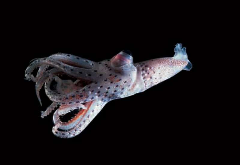 Le calamar bijou de l'Acturus (Stigmatoteuthis arcturi) et ses yeux étonnants