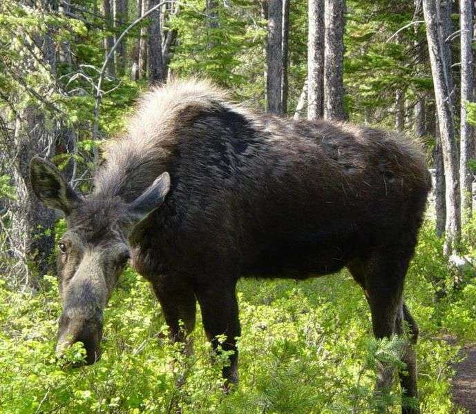 Definition Elan Alces Alces Orignal Futura Planete