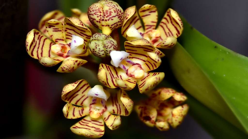 Acampe, un genre d'orchidées à croissance lente