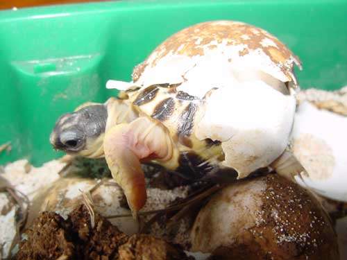 Après la ponte, les tortues Astrochelys radiata ne s'occupent ni de leurs œufs ni de leurs futurs bébés. © Philippe Mespoulhé - Tous droits de reproduction interdit 