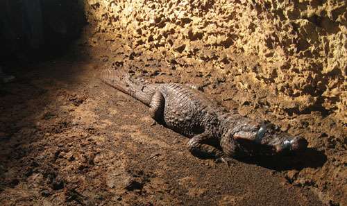 Combien De Temps Vit Un Crocodile Des scientifiques surprennent des crocodiles au fond d’une grotte