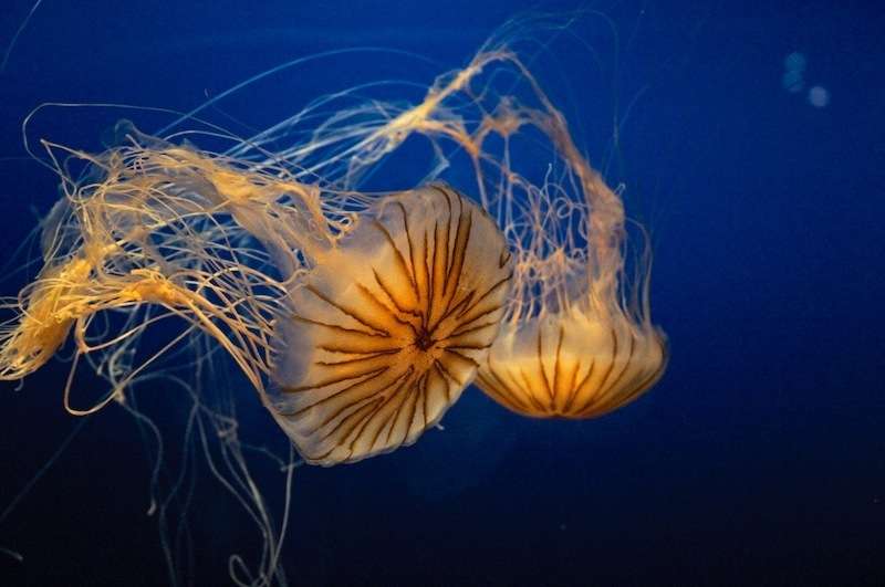 Méduses dans l'aquarium d'Osaka, au Japon. © Fotopedia, CC by-sa
