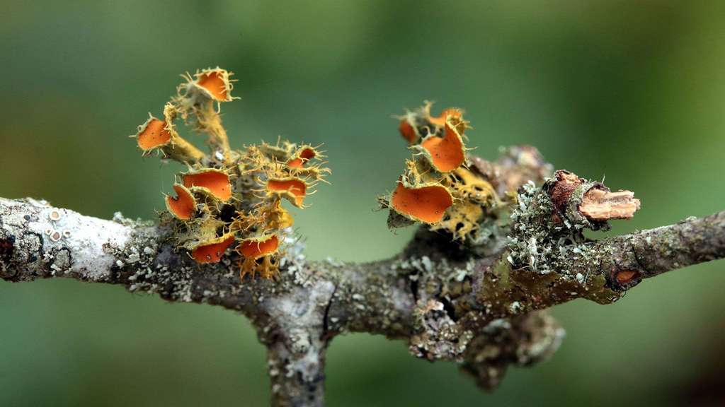 Lichen fruticuleux Lichen fruticuleux