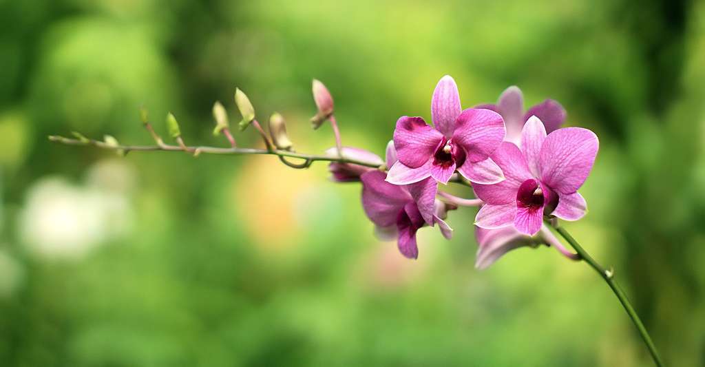 Fleurs d'orchidées. © StockSnap, Pixabay, DP