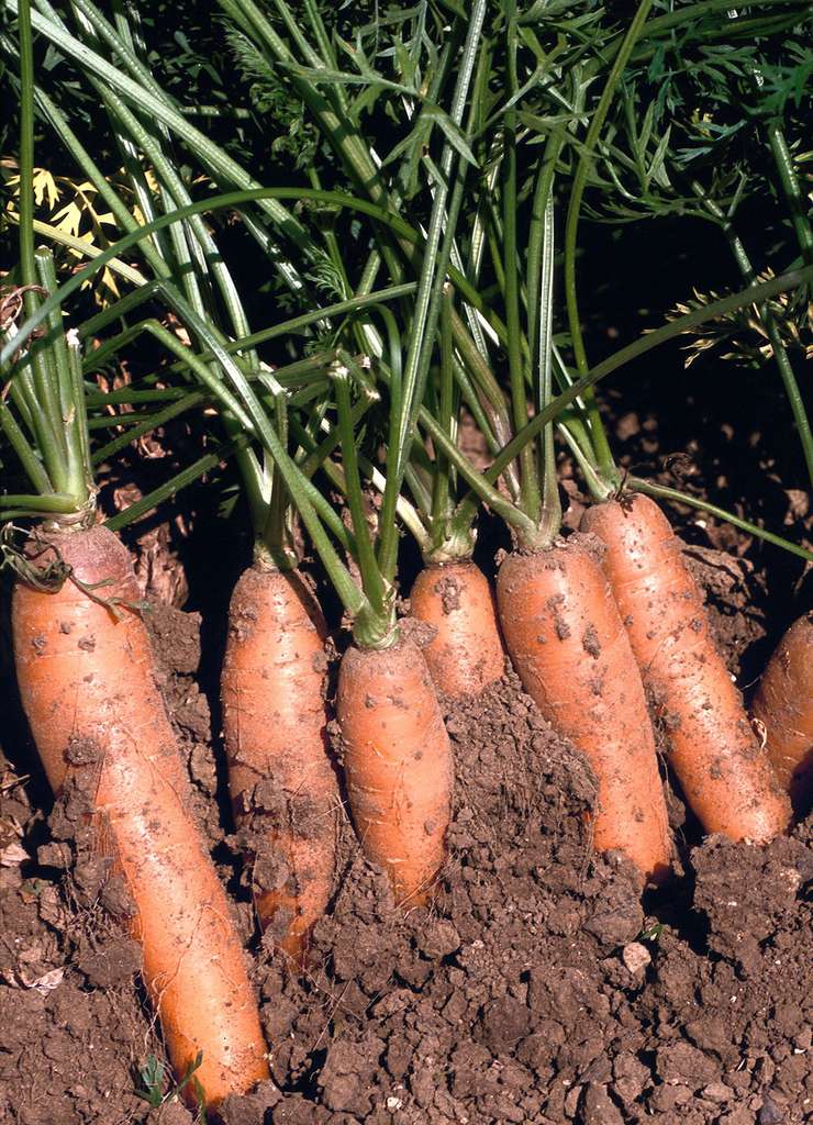 Même la terre des carottes « bio » apporte des bactéries dont certaines peuvent être pathogènes. Les spores éventuellement présentes dans la terre peuvent contaminer les plans de travail de la cuisine. © Jean Weber/Inra
