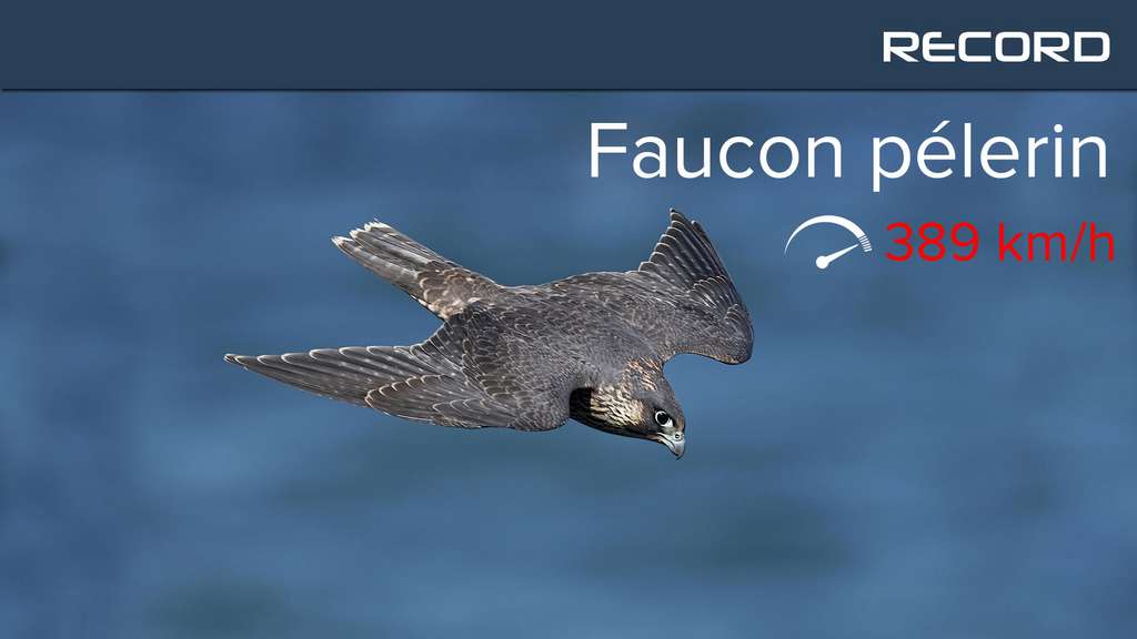 Le faucon pèlerin pointe à plus de 300 km/h Le faucon pèlerin pointe à plus de 300 km/h