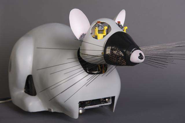 Robo rat