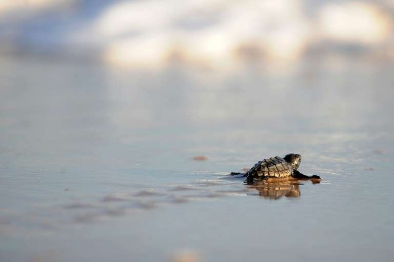 Naissance De Dizaines De Bebes Tortues Sur Une Plage De Frejus