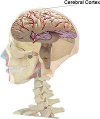 Il ressort d'une étude récente que le cortex des enfants dont les QI sont les plus élevés s'épaissit davantage, et pendant une plus longue période, que les autres Il ressort d'une étude récente que le cortex des enfants dont les QI sont les plus élevés s'épaissit davantage, et pendant une plus longue période, que les autres