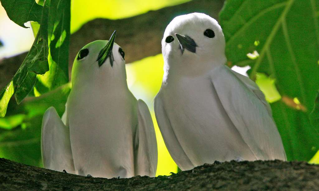 Couple de gygis blanches aux Seychelles Couple de gygis blanches aux Seychelles