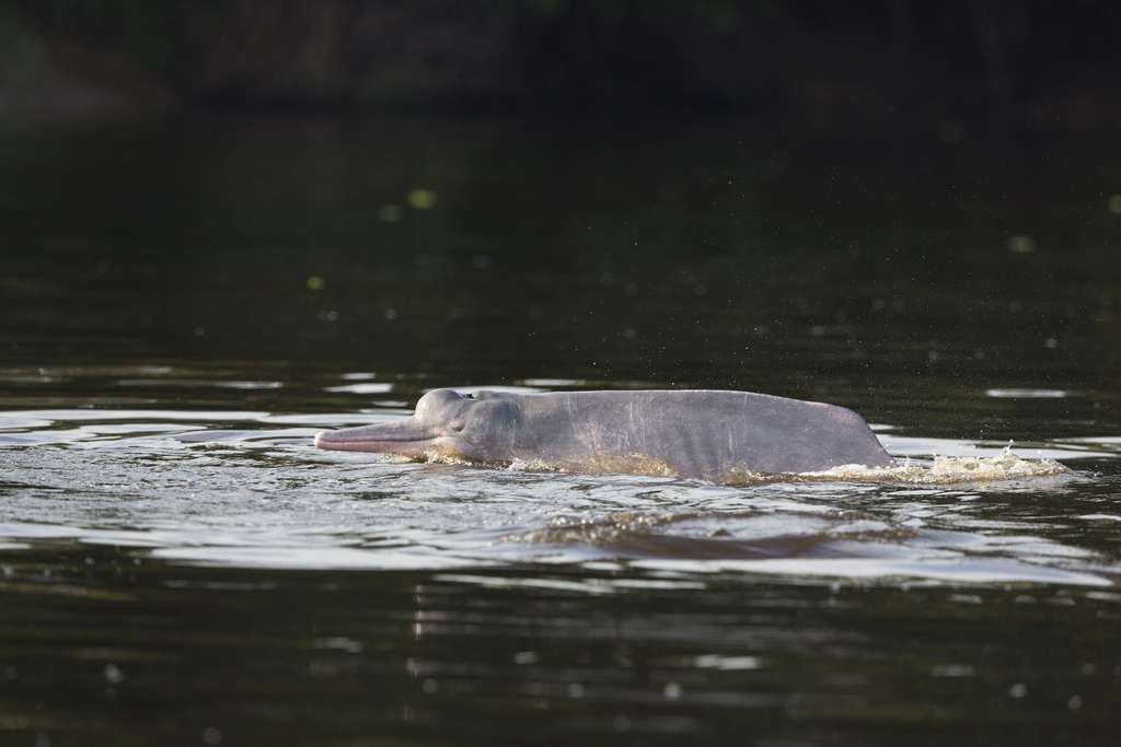 Boto, le dauphin rose d'Amazonie
