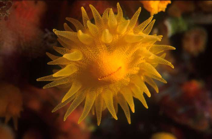 Corail solitaire jaune - Ile du Levant Corail solitaire jaune - Ile du Levant