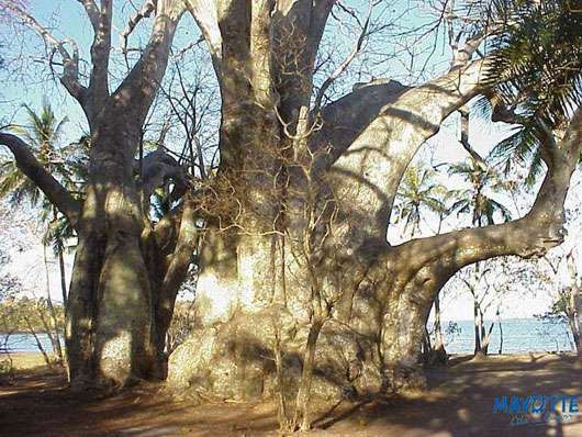 Imposant baobab (A. digitata) sur le bord de plage à Mayotte. © S. Garnaud - Reproduction et utilisation interdites