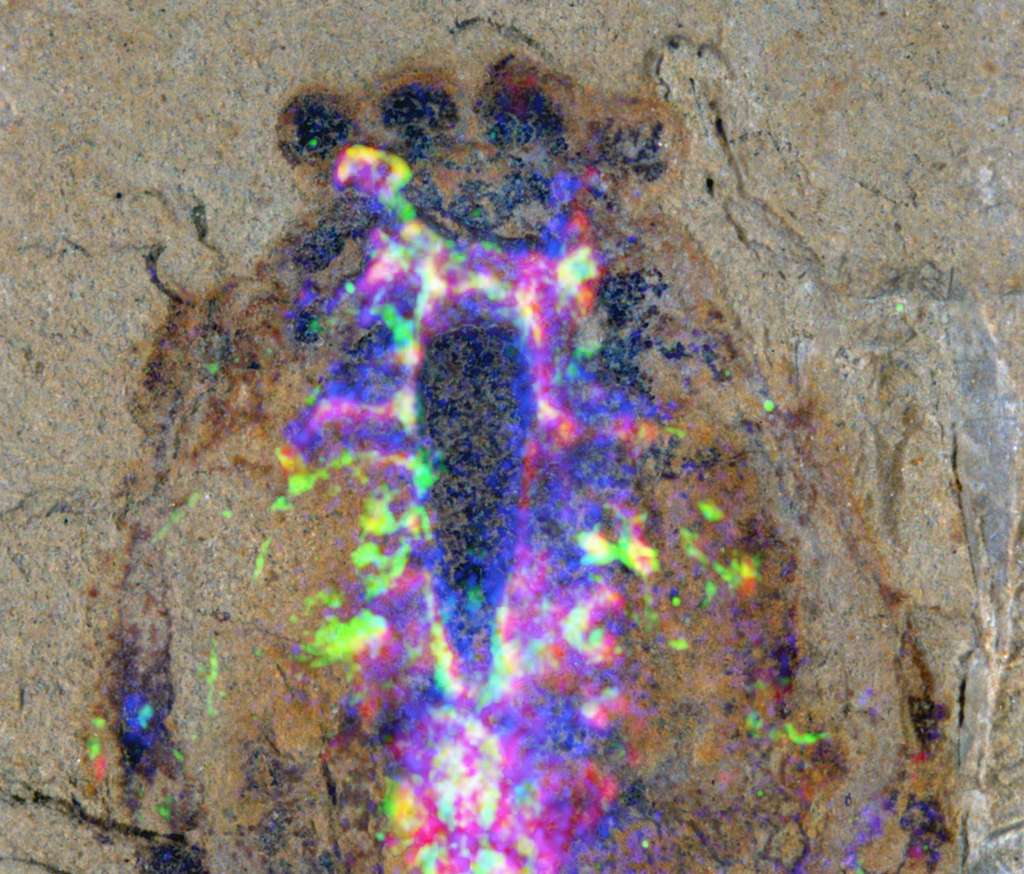 Cette photographie de la tête d’un Alalcomenaeus dévoile l'existence de différents constituants chimiques dans ce fossile vieux de 520 millions d’années. Les tissus nerveux correspondent aux zones colorées en magenta (présence de fer) et en vert. Les quatre yeux de l'arthropode sont visibles en haut de l’image (sphères noires). © Nicholas Strausfeld, université d’Arizona