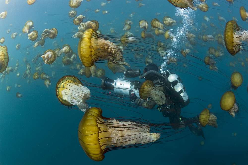 Les méduses dorées (Chrysaora fuscescens) et leur habitat Les méduses dorées (Chrysaora fuscescens) et leur habitat