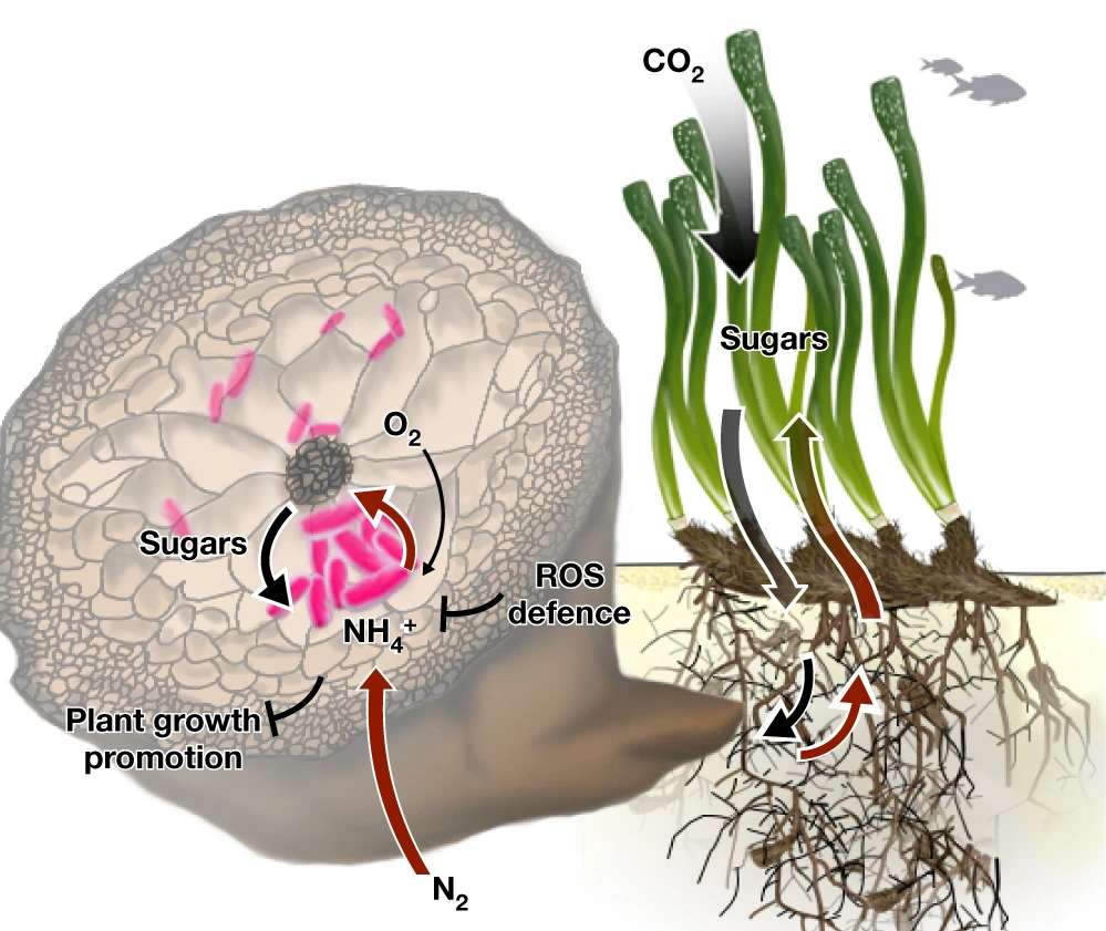 Les bactéries (en rose) qui vivent à l’intérieur de la racine de la Posidonie fixent l’azote (N2) environnant et le transforment en ammonium (NH4+). La plante récupère l’ammonium en échange de sucres qu’elle a produit par photosynthèse. © Wiebke Mohr et al.