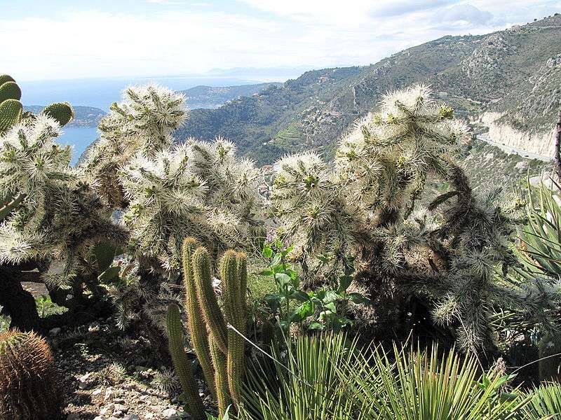 Le cactus Cylindropuntia rosea dans le jardin botanique d'Èze Le cactus Cylindropuntia rosea dans le jardin botanique d'Èze