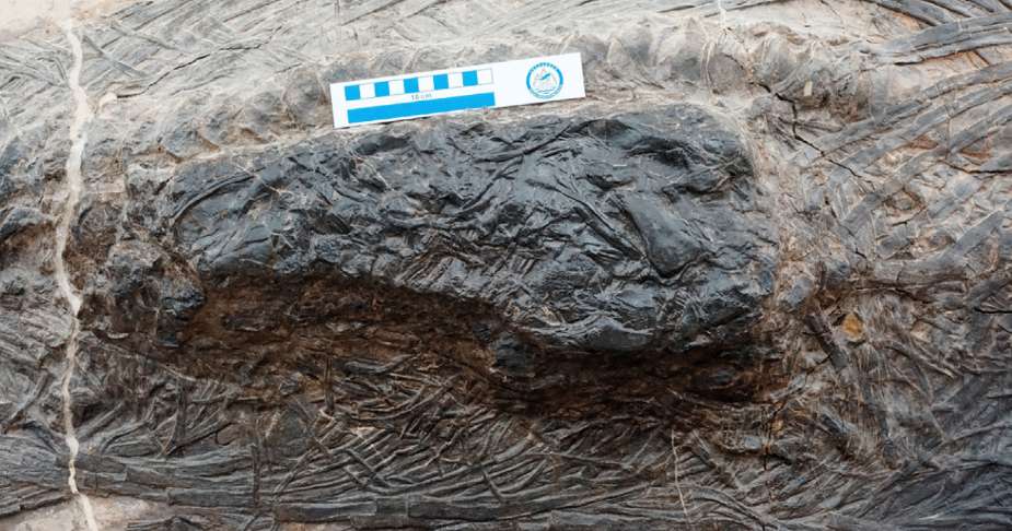 Le contenu stomacal du Guizhouichthyosaurus visible sous la forme d'un bloc. © Da-Yong Jiang et coll., IScience