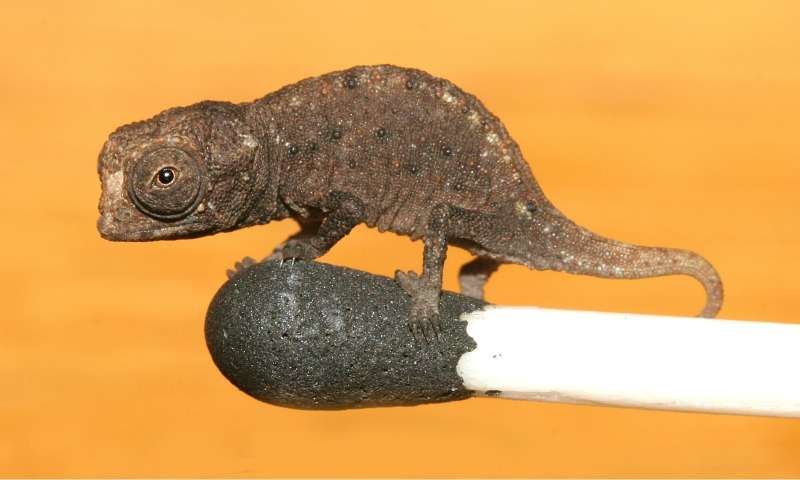 Brookesia micra, le caméléon qui tient sur une allumette Brookesia micra, le caméléon qui tient sur une allumette