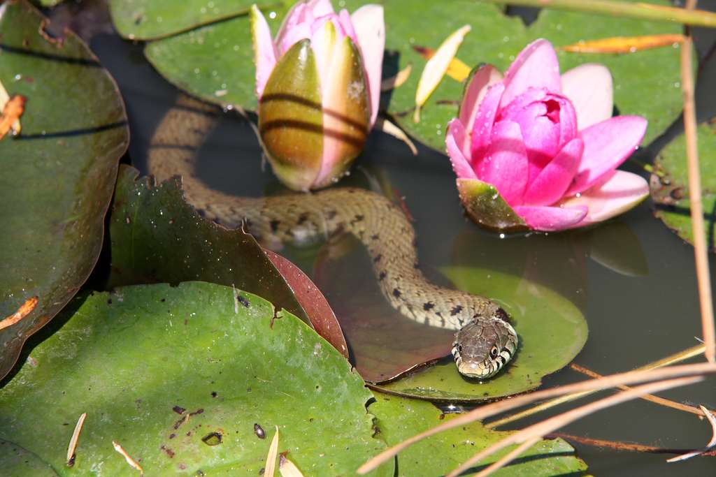 La couleuvre a les pupilles rondes et de grandes écailles sur sa tête. Elle vit dans les milieux humides et se nourrit d’amphibiens. © Par J-Luc, CC by-sa 3.0