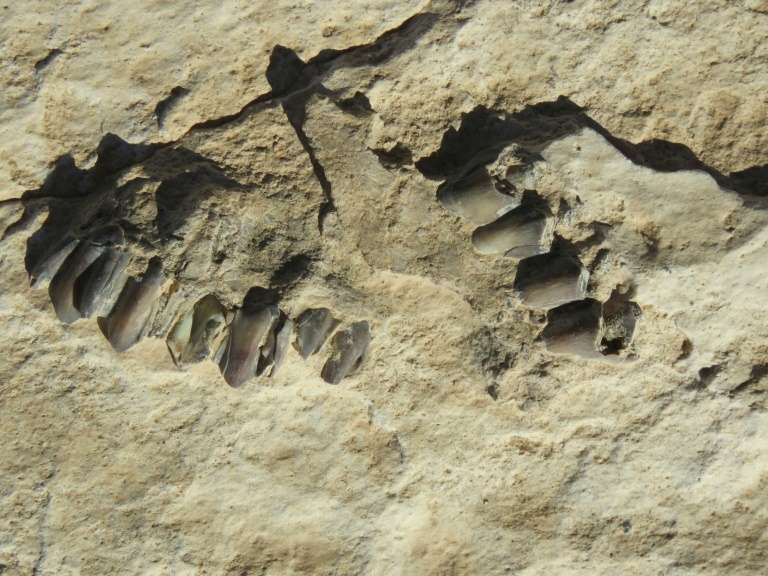 Photo non datée de fossiles animaux à la surface d'un ancien lac baptisé Alathar, en Arabie saoudite. © Badar Zahrani, AFP, Archives 