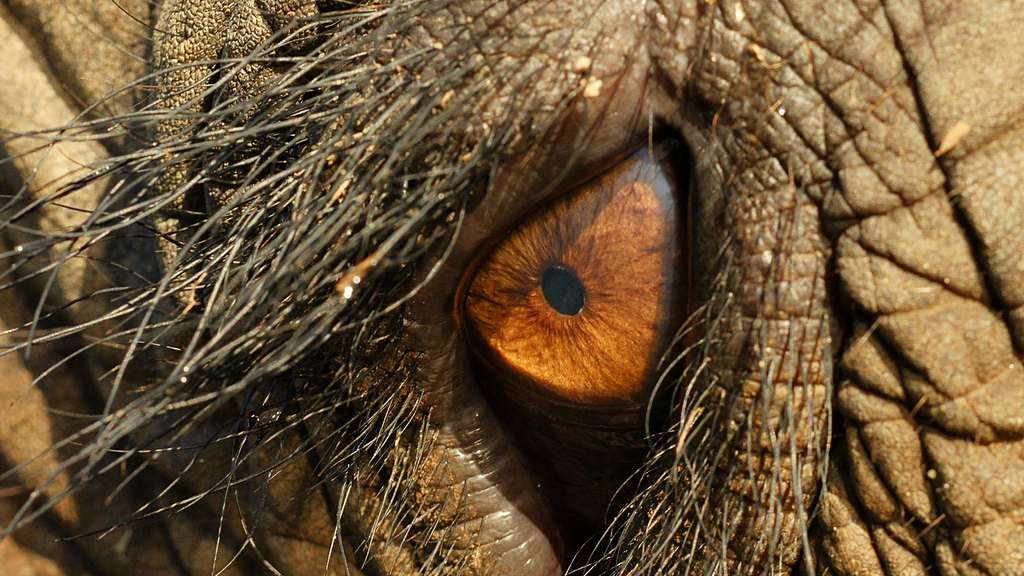 Le regard de l'éléphant et ses grands cils Le regard de l'éléphant et ses grands cils