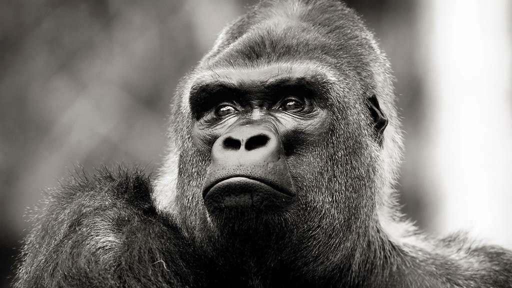 Portrait de gorille Portrait de gorille