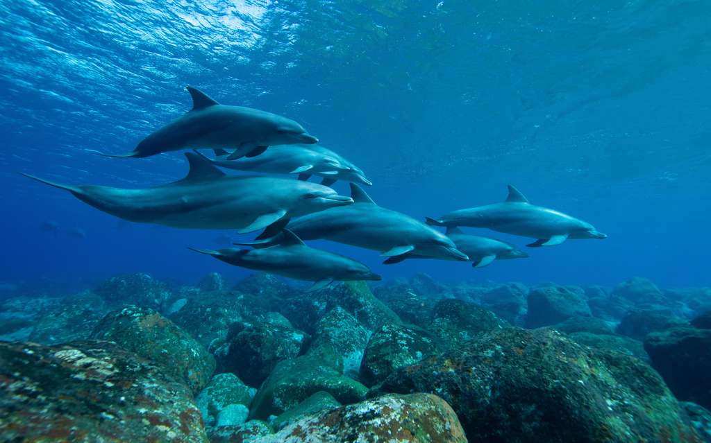 Les Grands dauphins (Tursiops truncatus) sont des animaux sociaux, qui vivent souvent en groupe de 2 à 6 individus. © 敏治 荒川, Adobe Stock