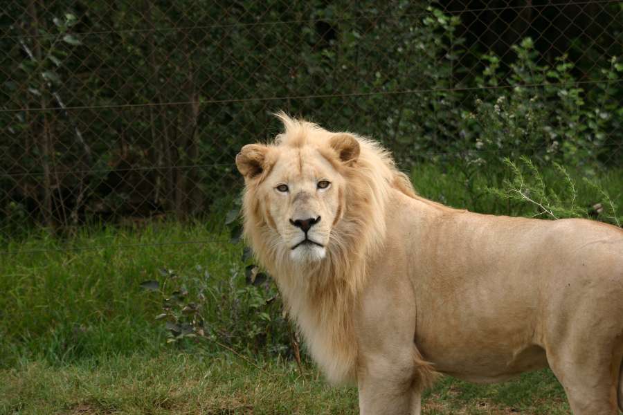 Lion albinos